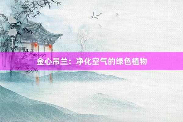 金心吊兰：净化空气的绿色植物